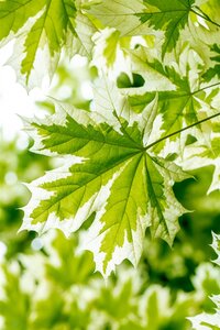 DRUMMONDI MAPLE 250 CM  - image 4