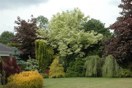 DRUMMONDI MAPLE 250 CM  - image 1