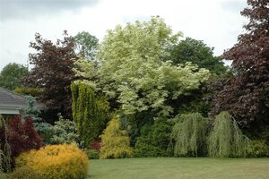 DRUMMONDI MAPLE 250 CM  - image 1