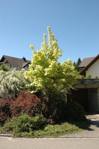DRUMMONDI MAPLE 250 CM  - image 2