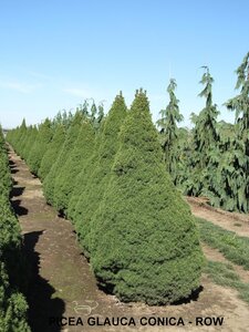 DWARF ALBERTA SPRUCE 90 CM