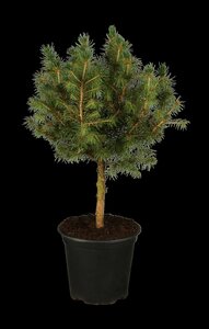 DWARF ALBERTA SPRUCE 1GAL - image 5