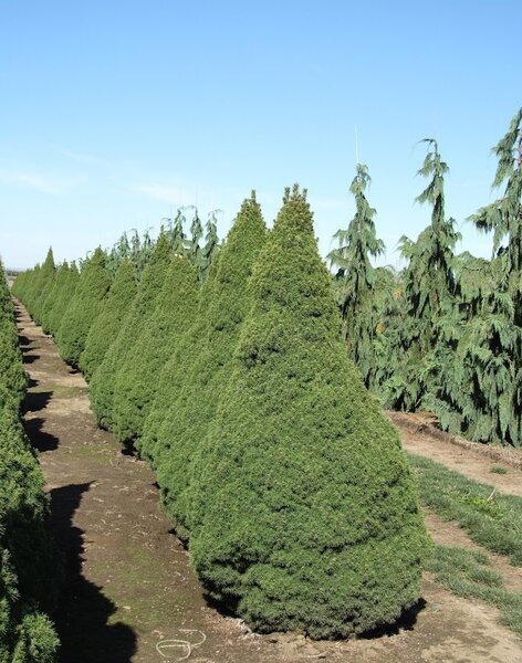 DWARF ALBERTA SPRUCE 80 CM