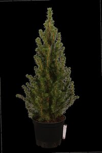 DWARF ALBERTA SPRUCE 90 CM - image 4