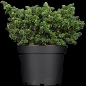 DWARF BALSAM FIR 25 CM - image 3