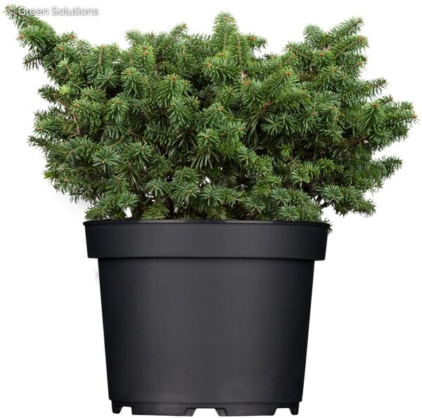 DWARF BALSAM FIR 25 CM - image 1