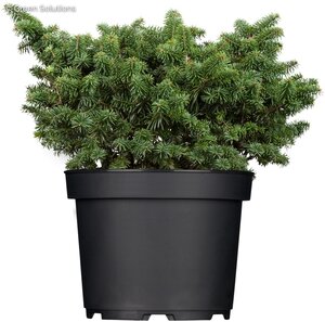 DWARF BALSAM FIR 25 CM