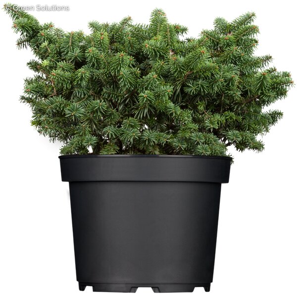 DWARF BALSEM FIR 30 CM
