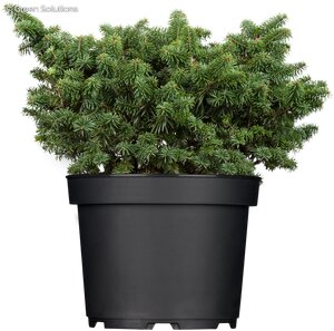 DWARF BALSEM FIR 30 CM