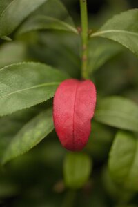 DWARF BURNING BUSH 60CM - image 5