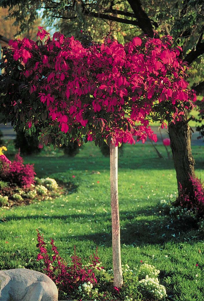 DWARF BURNING BUSH 80CM STD - Oxford Insta-Shade