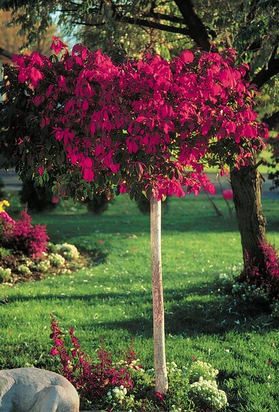 DWARF BURNING BUSH 80CM STD