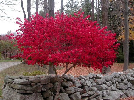 DWARF BURNING BUSH STD 60CM STALK