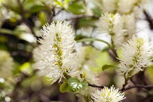 DWARF FOTHERGILLA 2 GALLON - image 5