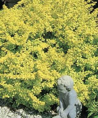 DWARF GOLDEN BARBERRY 2G