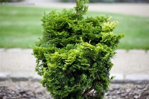 DWARF HINOKI CYPRESS 50CM