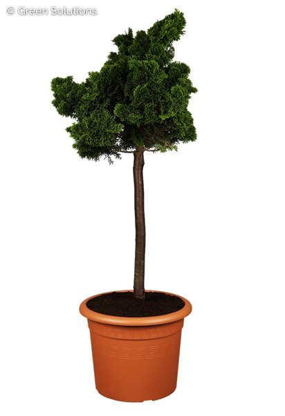 DWARF HINOKI CYPRESS 60CM STD