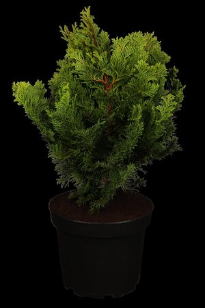 DWARF HINOKI CYPRESS 70CM STD  - image 2