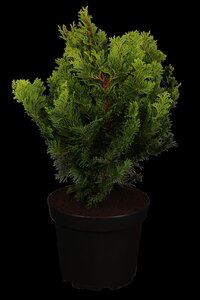 DWARF HINOKI CYPRESS 70CM STD  - image 2