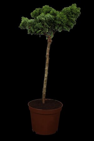 DWARF HINOKI CYPRESS 70CM STD  - image 4