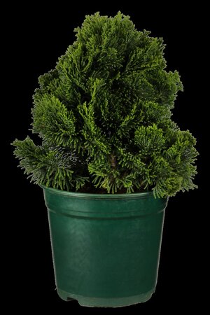 DWARF HINOKI CYPRESS 70CM STD  - image 5