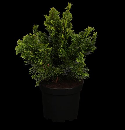 DWARF HINOKI CYPRESS 70CM STD  - image 1