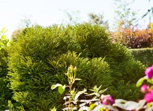DWARF JAPANESE CRYPTOMERIA 40 CM - image 5