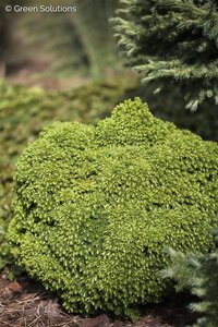 DWARF JAPANESE CRYPTOMERIA 40 CM