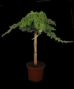 DWARF JAPANESE GARDEN JUNIPER 20CM - image 3