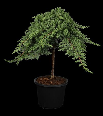 DWARF JAPANESE GARDEN JUNIPER 20CM - image 1