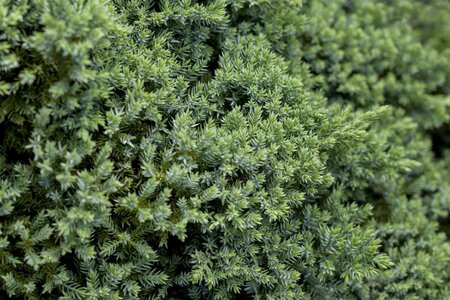 DWARF JAPANESE GARDEN JUNIPER 20CM - image 5