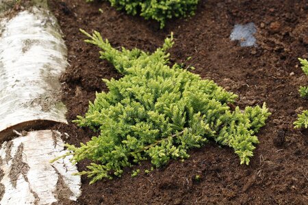 DWARF JAPANESE GARDEN JUNIPER 20CM - image 4