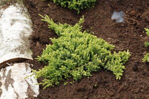 DWARF JAPANESE GARDEN JUNIPER 20CM - image 4