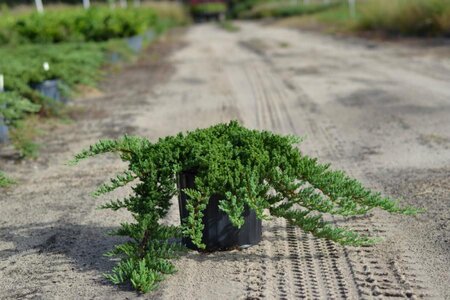 DWARF JAPANESE GARDEN JUNIPER 20CM