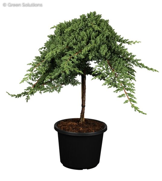 DWARF JAPANESE GARDEN JUNIPER 60CM STD