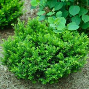 DWARF JAPANESE YEW 60CM