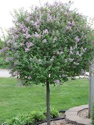 DWARF KOREAN LILAC 125 CM STD