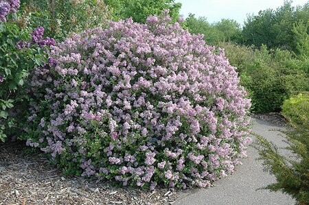 DWARF KOREAN LILAC 30 CM