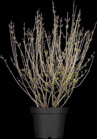 DWARF KOREAN LILAC 40 CM - image 4