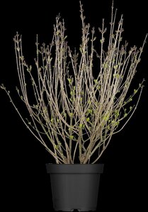 DWARF KOREAN LILAC 40 CM - image 4