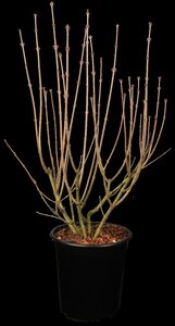 DWARF KOREAN LILAC 40 CM - image 5