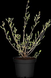 DWARF KOREAN LILAC 40 CM - image 5