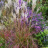DWARF MAIDEN GRASS LITTLE MISS 1G