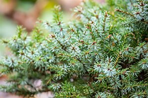 DWARF SERBIAN SPRUCE 30 CM - image 3
