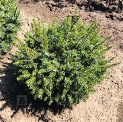 DWARF SERBIAN SPRUCE 30 CM