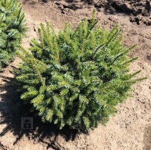 DWARF SERBIAN SPRUCE 30 CM