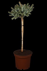 DWARF SERBIAN SPRUCE STD - image 4