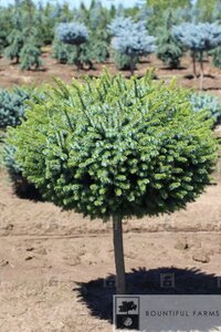 DWARF SERBIAN SPRUCE STD