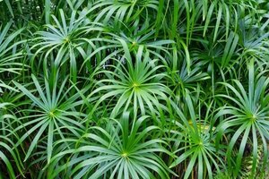 DWARF UMBRELLA PALM