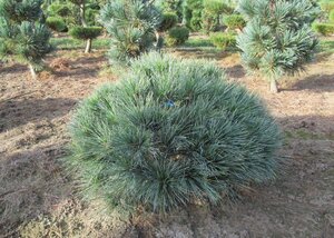 DWARF WHITE PINE 30 CM